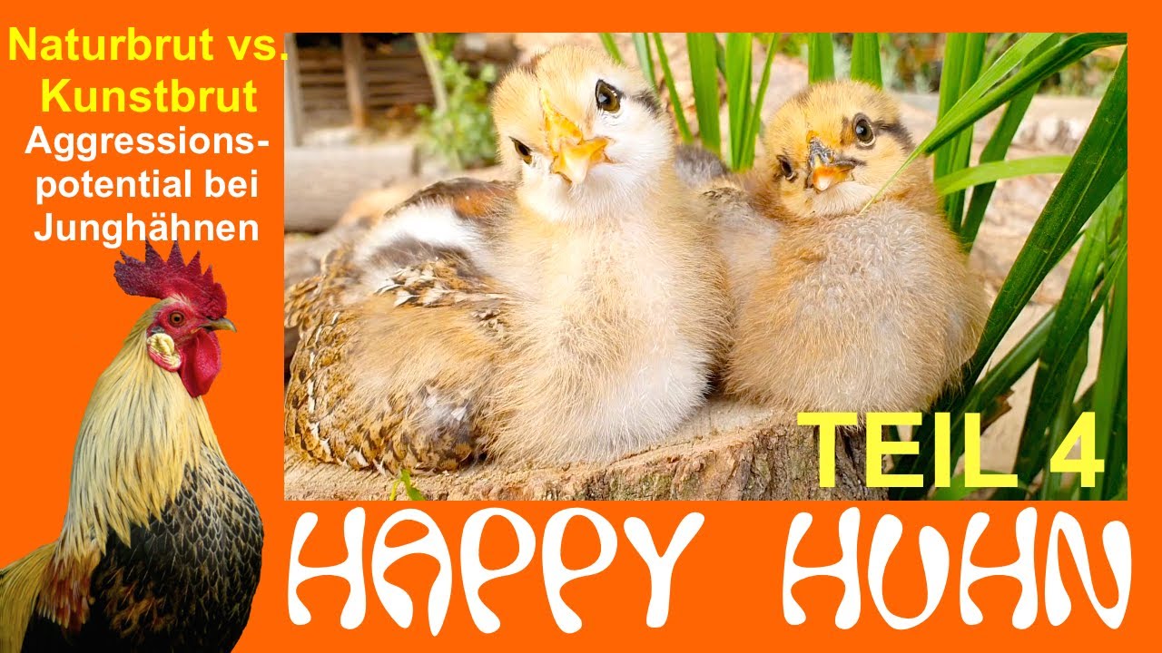 E188 Naturbrut vs. Kunstbrut Teil 4: Aggressionspotential bei jungen H&auml;hnen senken, bei HAPPY HUHN
