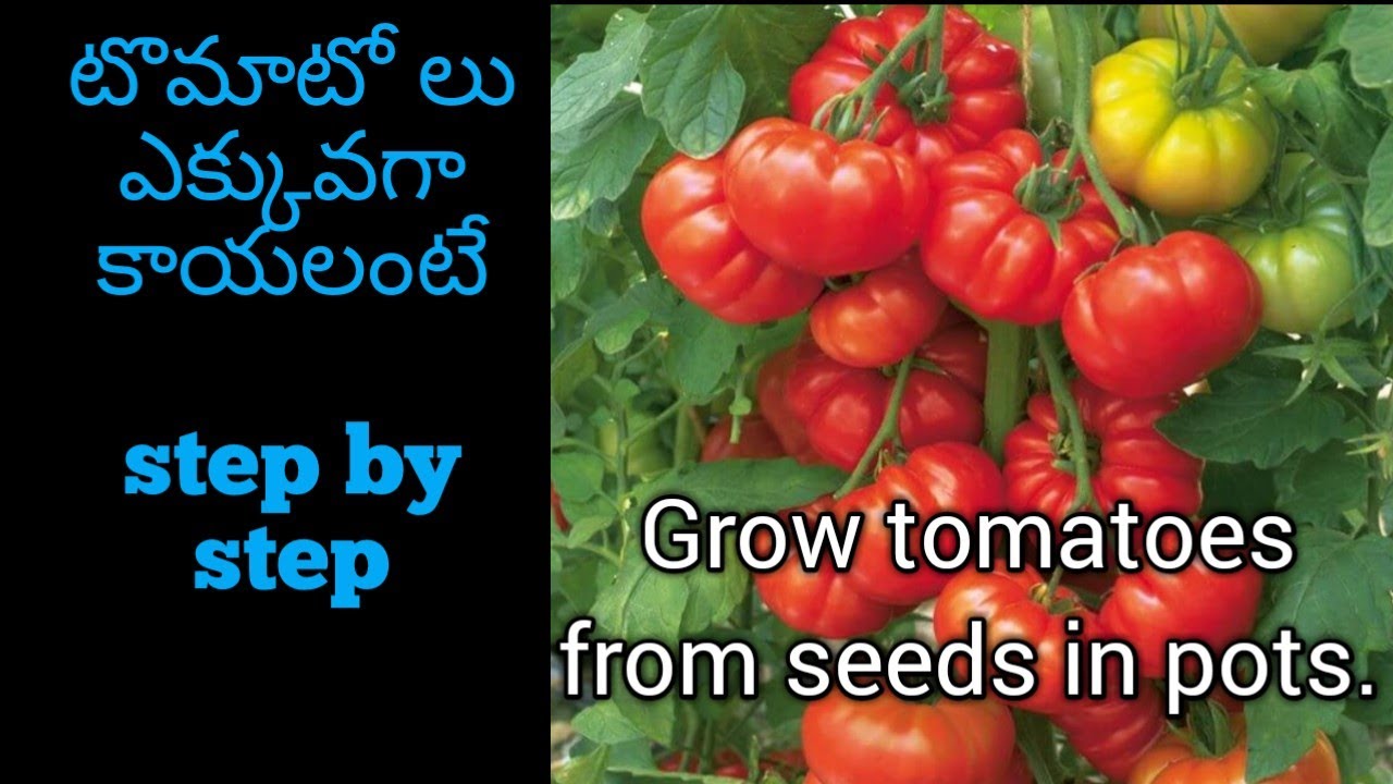 45. How to grow more tomatoes at home in pots easily.