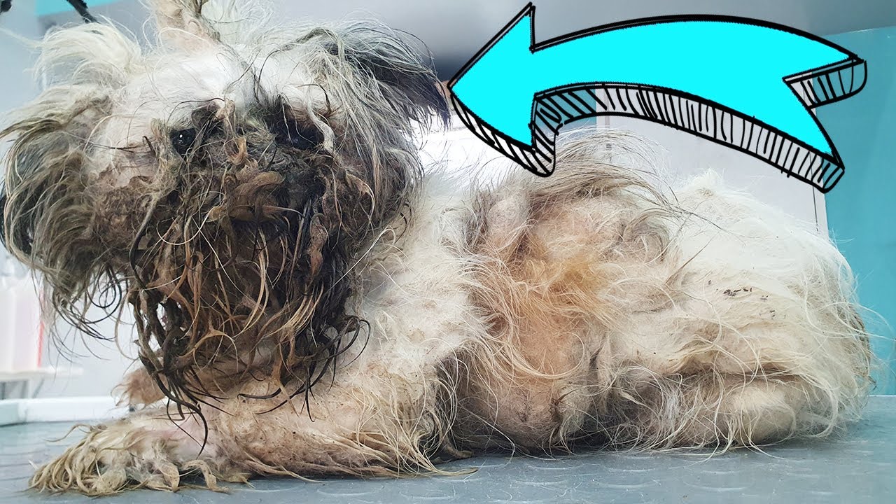 THIS IS A DOG ! YOU WON'T BELIEVE how he looks AFTER SHAVING all this matted fur *Adopted*