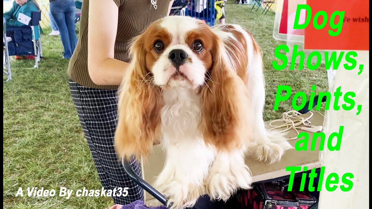 Dog Shows, Points, and Titles