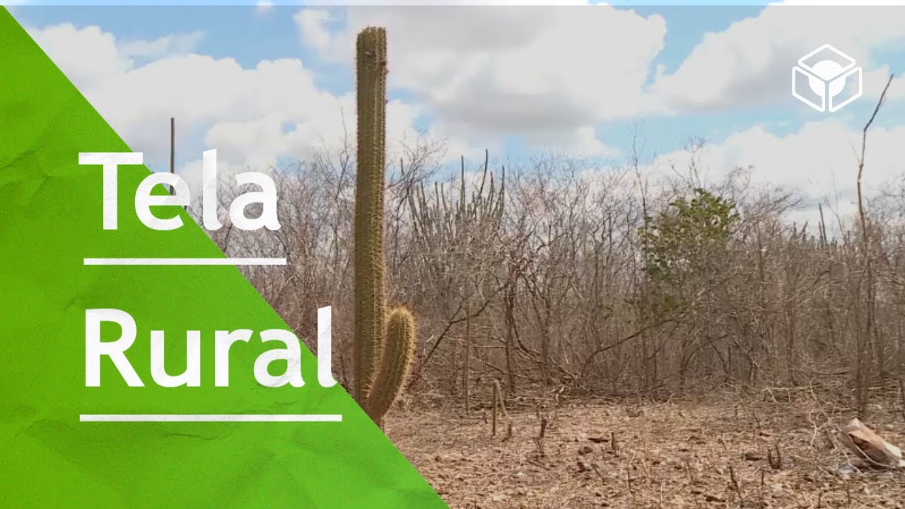 Manejo sustentável da caatinga | Tela Rural