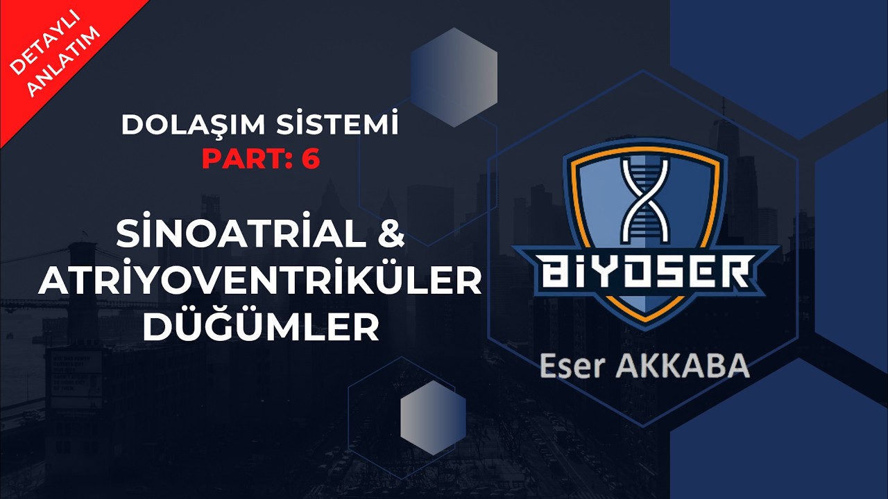 SİNOATRİAL VE ATRİYOVENTRİKÜLER DÜĞÜM | DOLAŞIM SİSTEMİ 6  11. Sınıf ve AYT Biyoloji