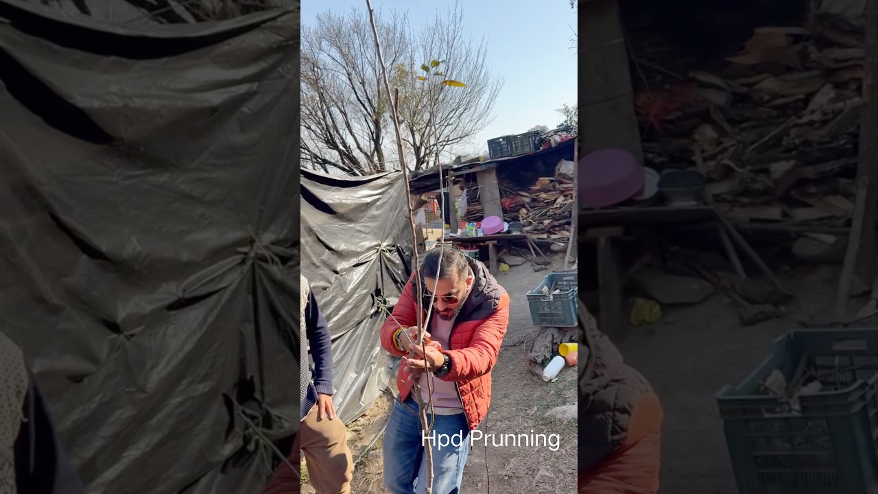 HDP Plant prunning tacnique || AVO (Avnish Chauhan) 