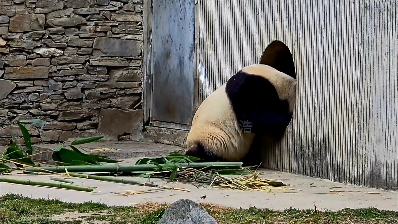 문을 뚫을 기세를 보여 주는 푸야~!!❤️ | 2월 17일 오전 제1편(푸바오 실시간) Panda Fubao