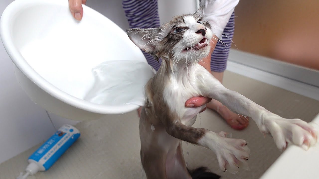 臭すぎる子猫さん大暴れ...お風呂で洗ったらめちゃくちゃ小さくなりました...【保護猫】