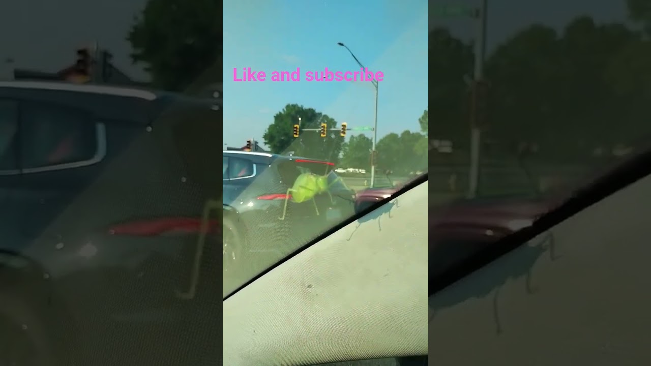 leaf bug dude #funny #nature #bugs #leaf #green #alien