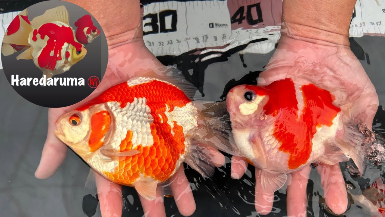 デカい玉サバを買ったら可愛すぎたので紹介したい。 #玉サバ #金魚 #錦鯉 #福ダルマ