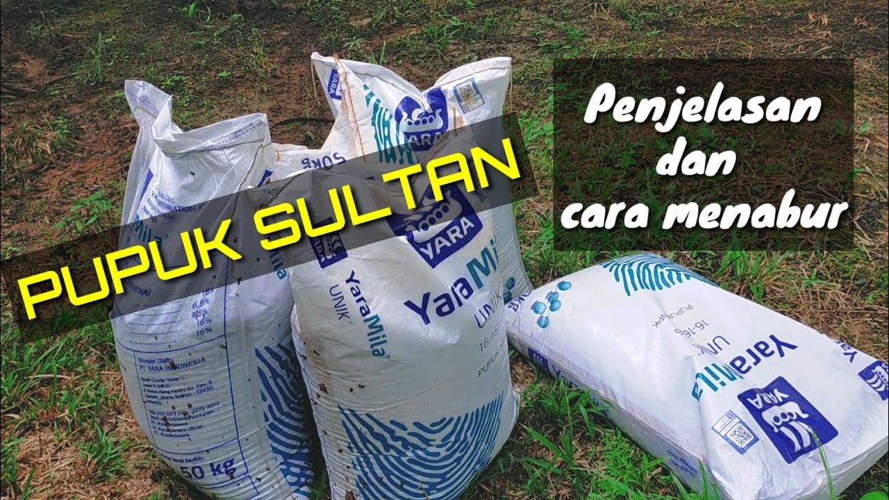 Часть I. Удобрение масличной пальмы с помощью ярамилы 16-16-16@kopiinspirasi8193