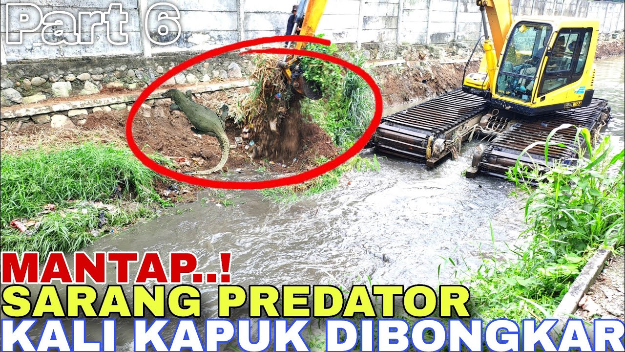 Part 6!Sarang Predator Kali Kapuk Bekasi Kota Dibongkar