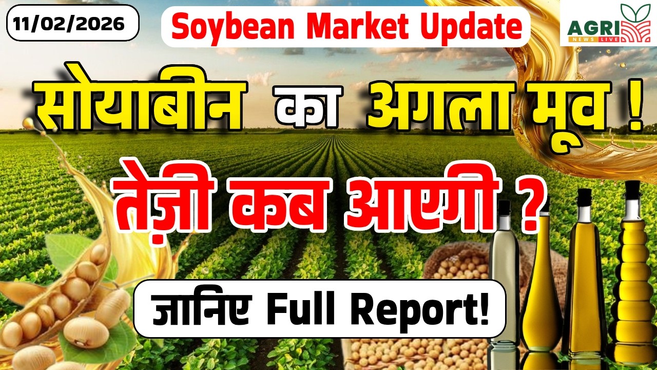 आज का सोयाबीन भाव: सोयाबीन में तेज़ी कब आएगी ?