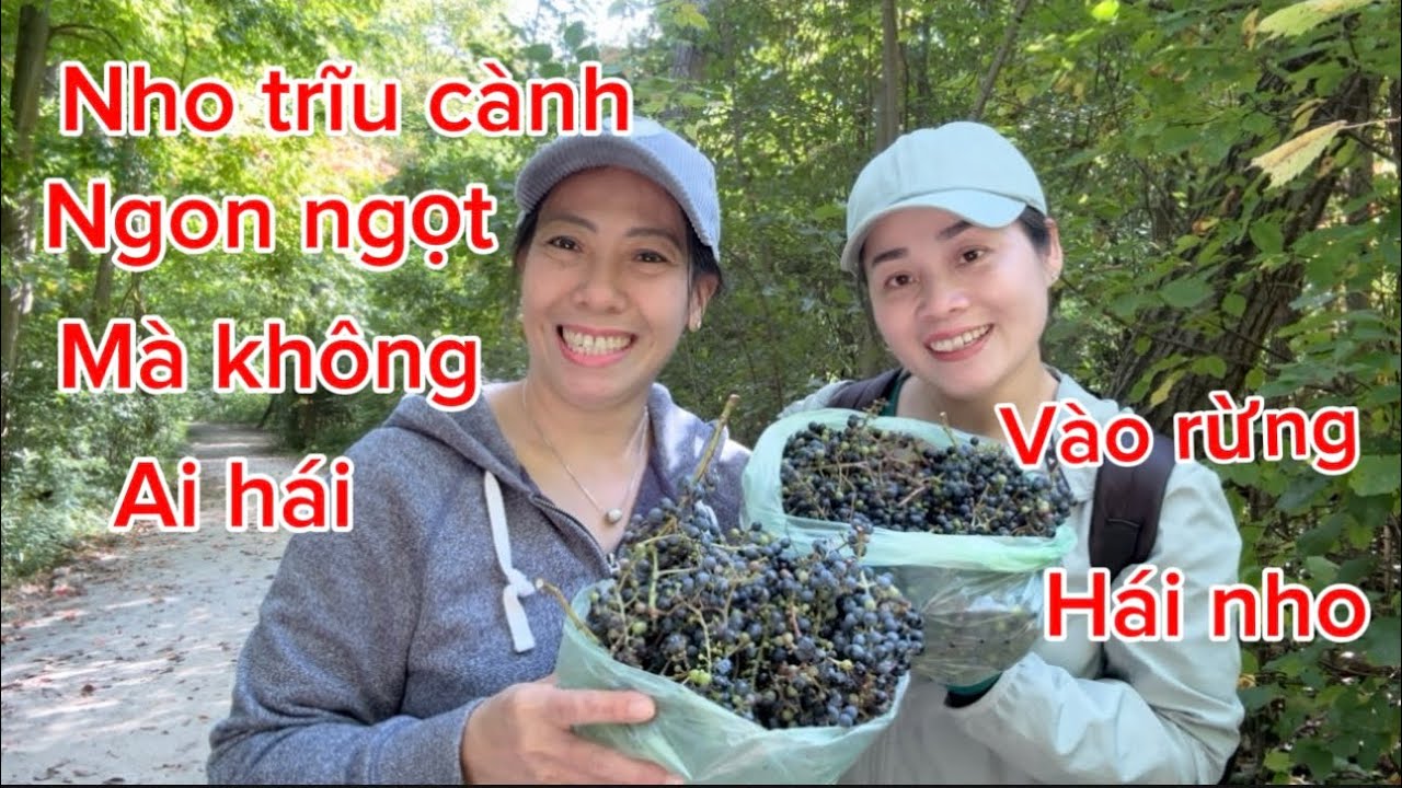 Hái nho trong rừng thật ngạc nhiên nơi đây có nho trĩu cành ngon ngọt lịm không ai hái 