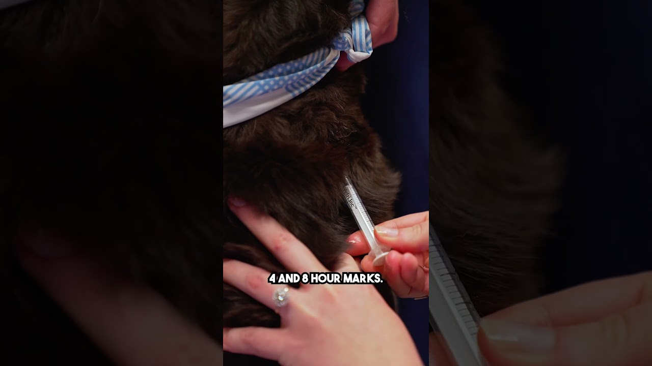 How to perform a low dose dex test in vet med #shorts #vetmed #vettech