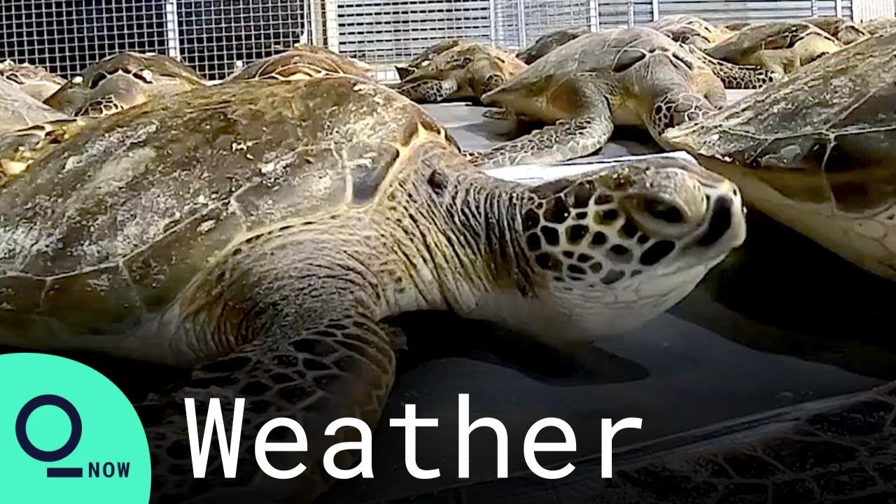 Truckloads of Cold Stunned Sea Turtles Arrive at Texas State Aquarium