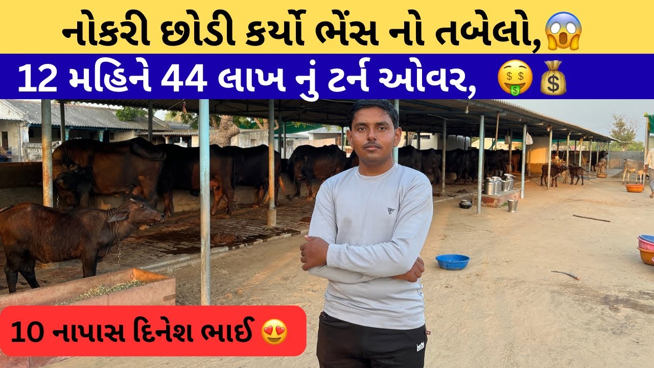 “10 નાપાસ દિનેશભાઈ ચૌધરીની કરોડોની સફર 💰 | નોકરી છોડી બનાવ્યો ભેંસનો તબેલો 🐃 | સફળતાની કહાની”