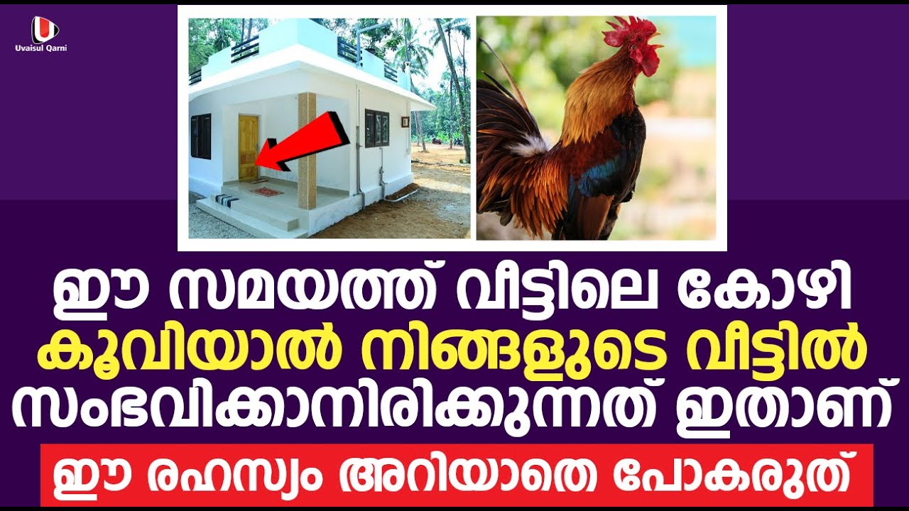 ഈ സമയത്ത് വീട്ടിലെ കോഴി കൂവിയാൽ നിങ്ങളുടെ വീട്ടിൽ സംഭവിക്കാനിരിക്കുന്നത് ഇതാണ് | ഈ രഹസ്യം കേൾക്കൂ