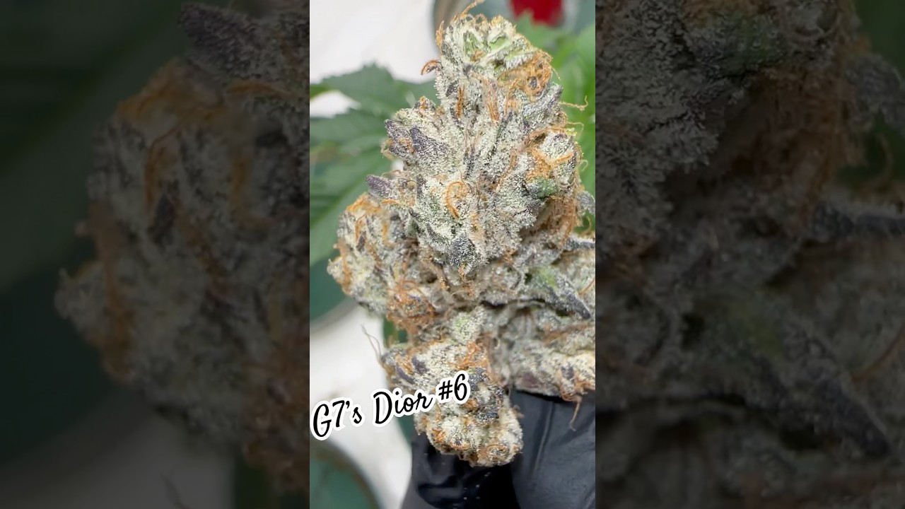 The best weed in Los Angeles #420