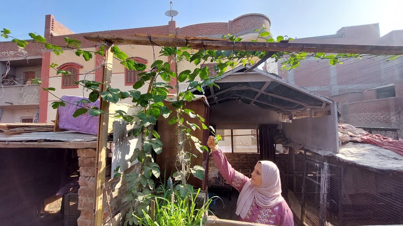 جوله بين الزرع والدواجن والسوق تعالوا معانا
