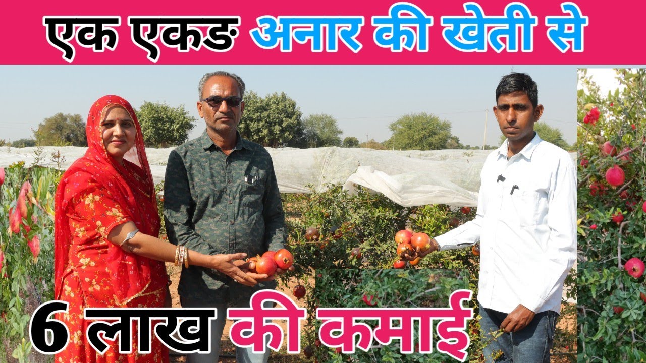 अनार खेती की सम्पूर्ण जानकारी!! pomegranate farming !! Anaar ki kheti kaise kare !! Sarvan manglora