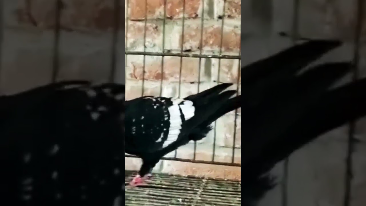 Fancy Syrian Seki Pigeon #pigeon #saleupdate #Amroha-pigeon
