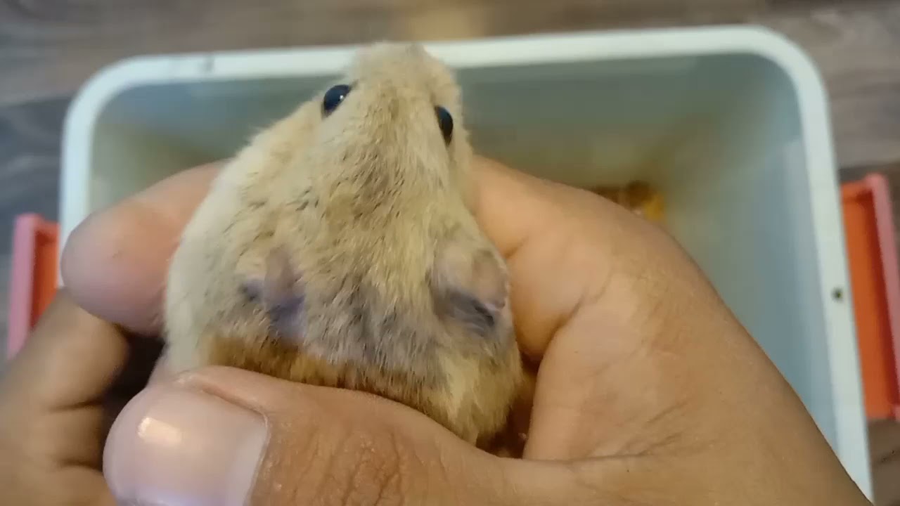 bumili ng hamster..  winter white hamster..  Campbell dwarf hamster