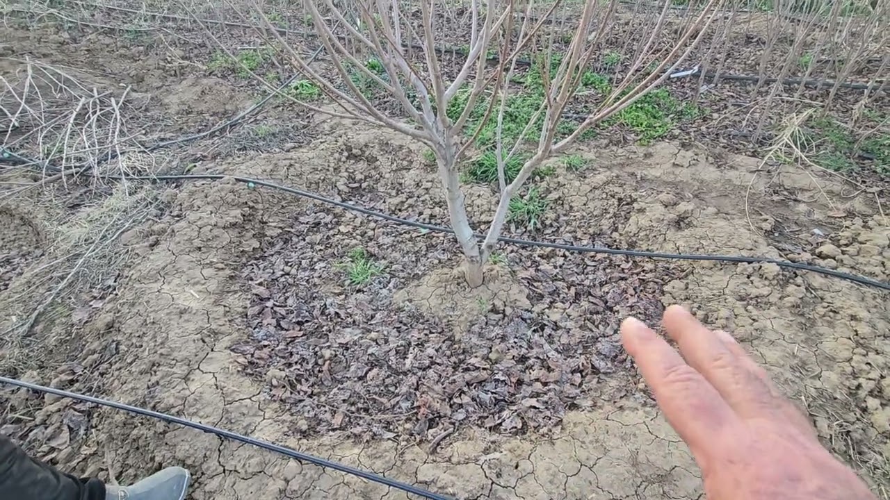 Худо хоҳад ниҳолҳои беҳтаринро дар худамон мебарорем.