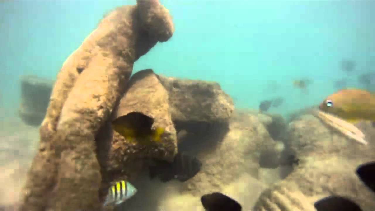 Apnea Escambron