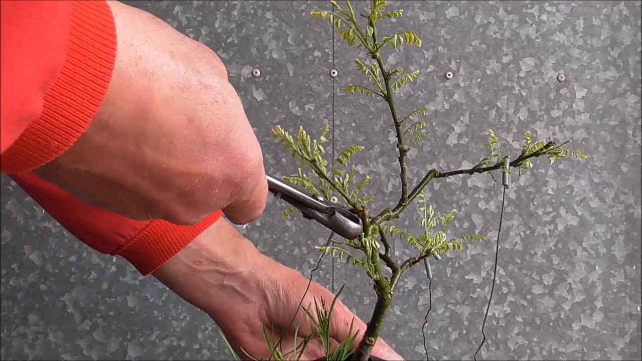 Sophora japónica poda 12 04 2018