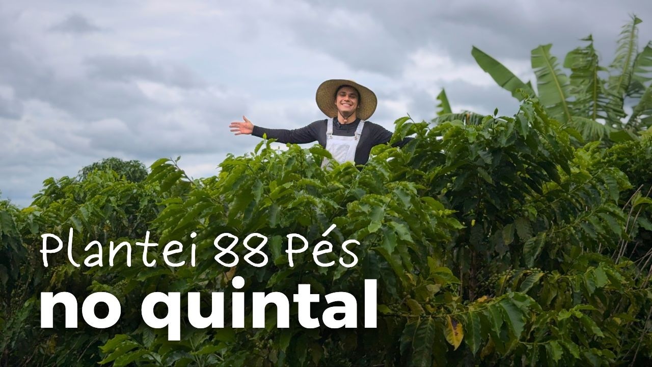 Dá Pra Produzir Café em Casa? Testei com 88 Pés