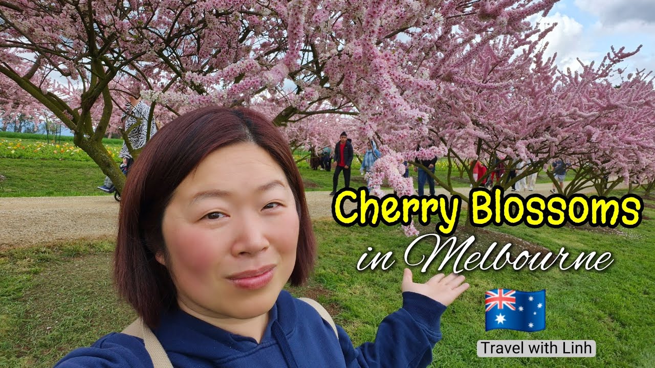 Cherry Blossoms at Tesselaar, Spring Time in Melbourne | Travel with Linh