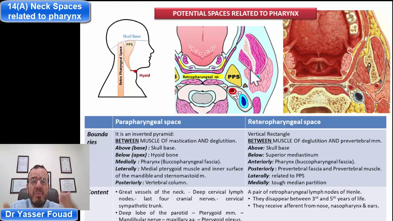 14 Neck spaces related to pharynx (Part A)