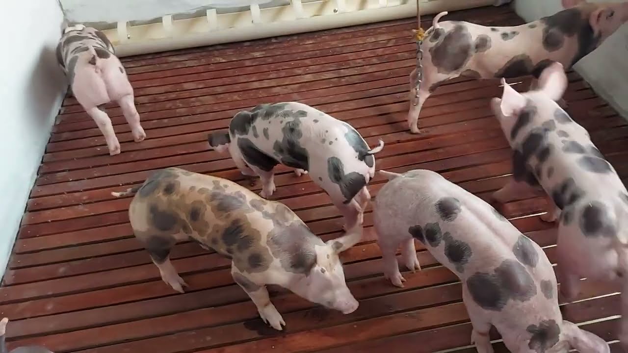 MOSTRANDO O DESMAME DOS LEITÕES NA CRECHE | CIEL SUÍNOS