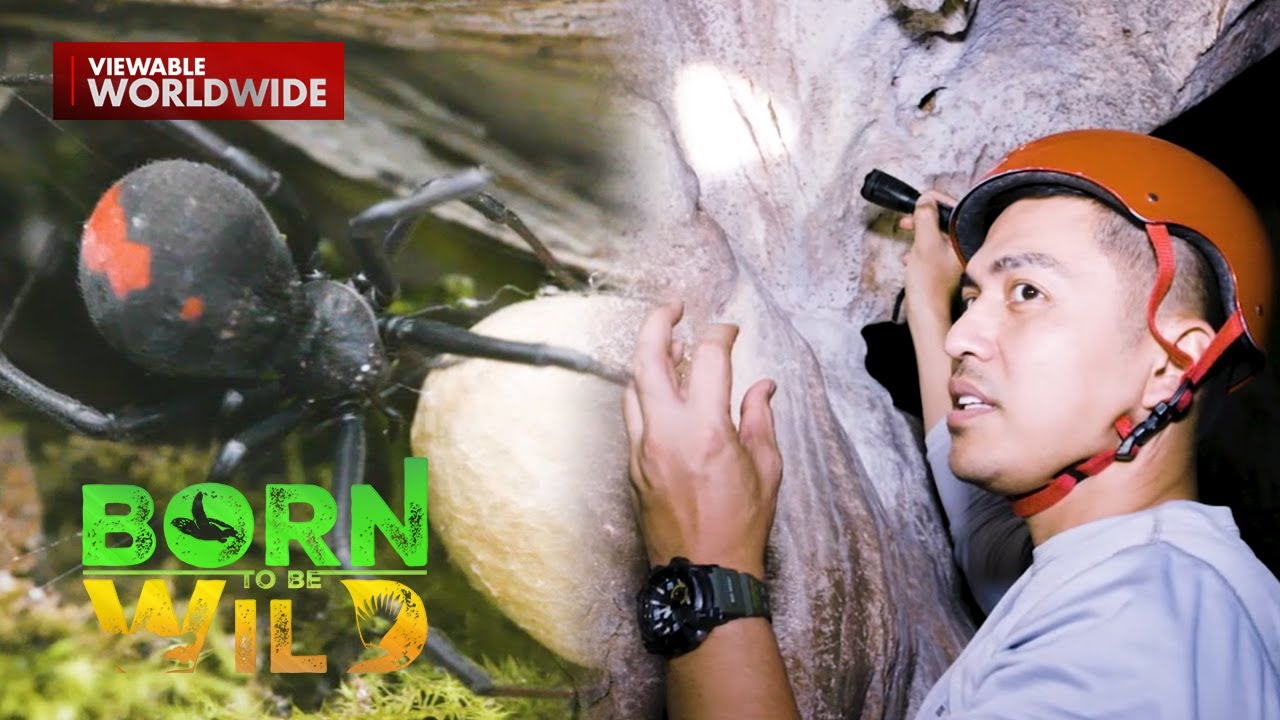 Babaeng gagamba, mas dominante at agresibo sa kanilang mundo?! | Born to be Wild
