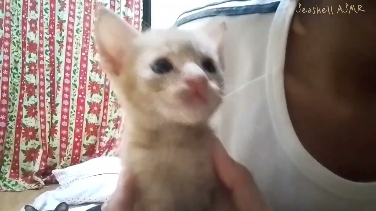 ASMR | Follow Instructions