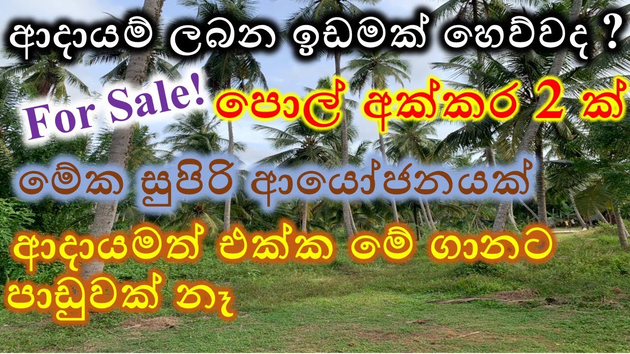 Coconut land for sale | homeslabeta   property land idam house idan for sale in Sri Lanka | land 34