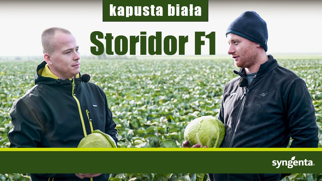 STORIDOR F1 idealna na poplon i długie przechowywanie!