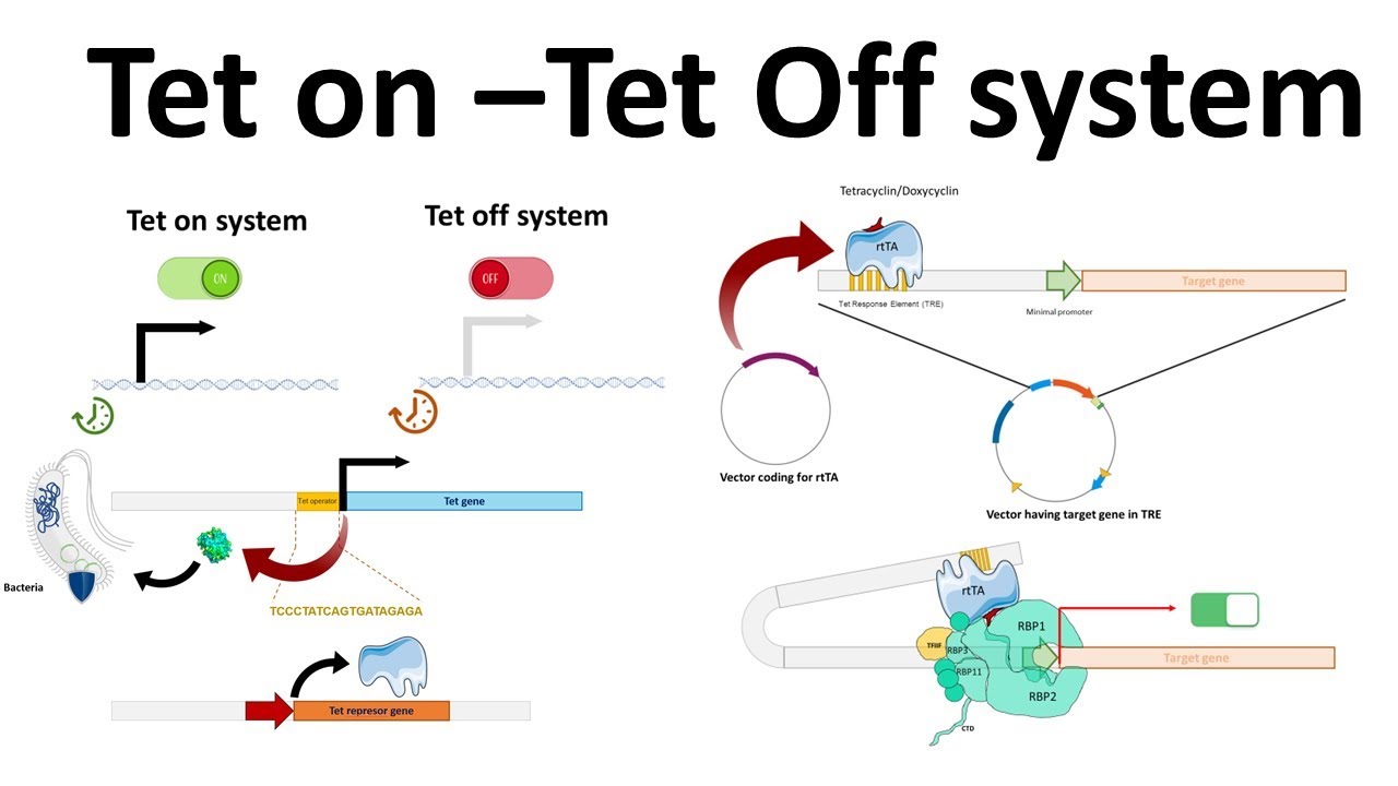 Tet on -Tet off system