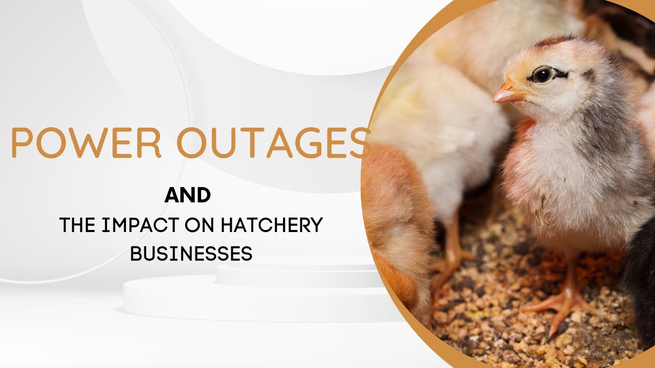 Farming in Zimbabwe | Power Cuts: The Hidden Struggle for Small Hatcheries