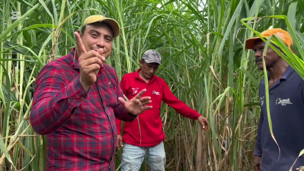 Cómo sembrar pasto de corte #lechería #agricultura #pastocorte