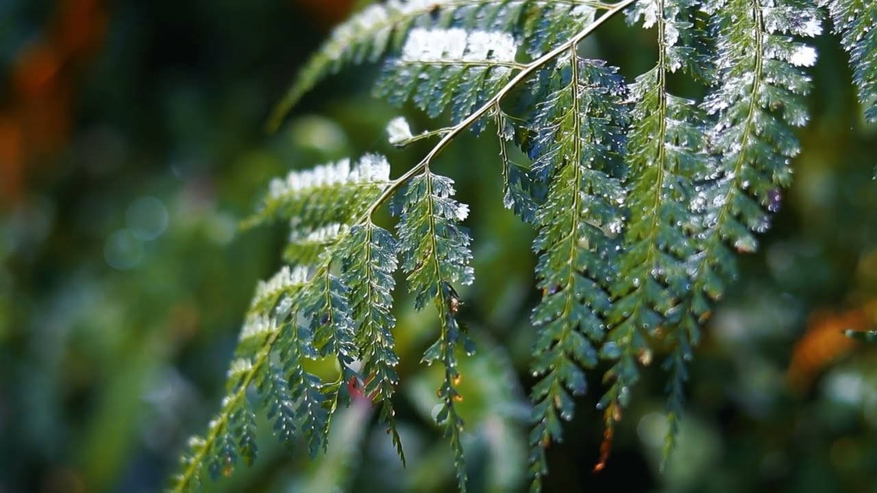 Haven Farm Sepi Homestay Farmstay Darjeeling Trek Singalila Park  Forest