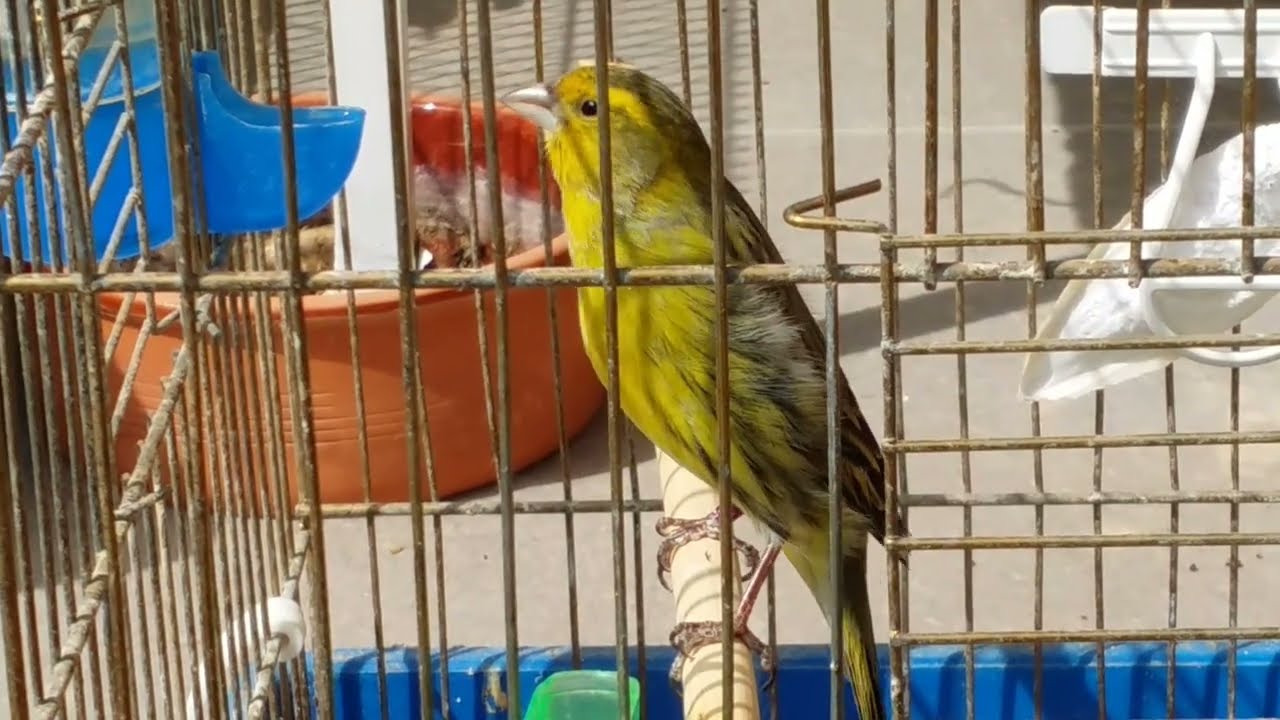 Λουγαροκάναρο Κελάηδισμα Β' Φάση (Ολοκληρωμένο) - Siskin X Canary Hybrid Song 2st Phase (Complete)