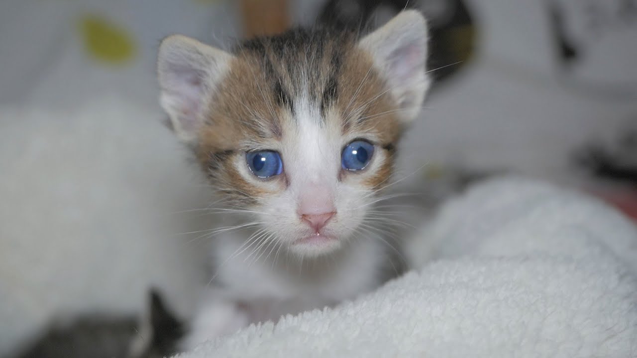 Raising Kittens Found In The Dumpster - Episode 3