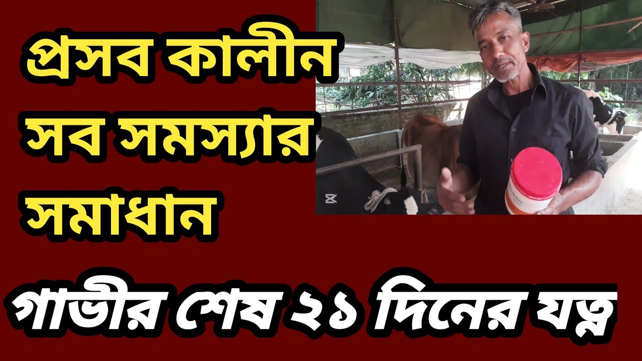 সহজেই বাছুর প্রসব। প্রেগনেন্ট গাভীর শেষ ২১ দিনের খাদ্যের নিয়ম।