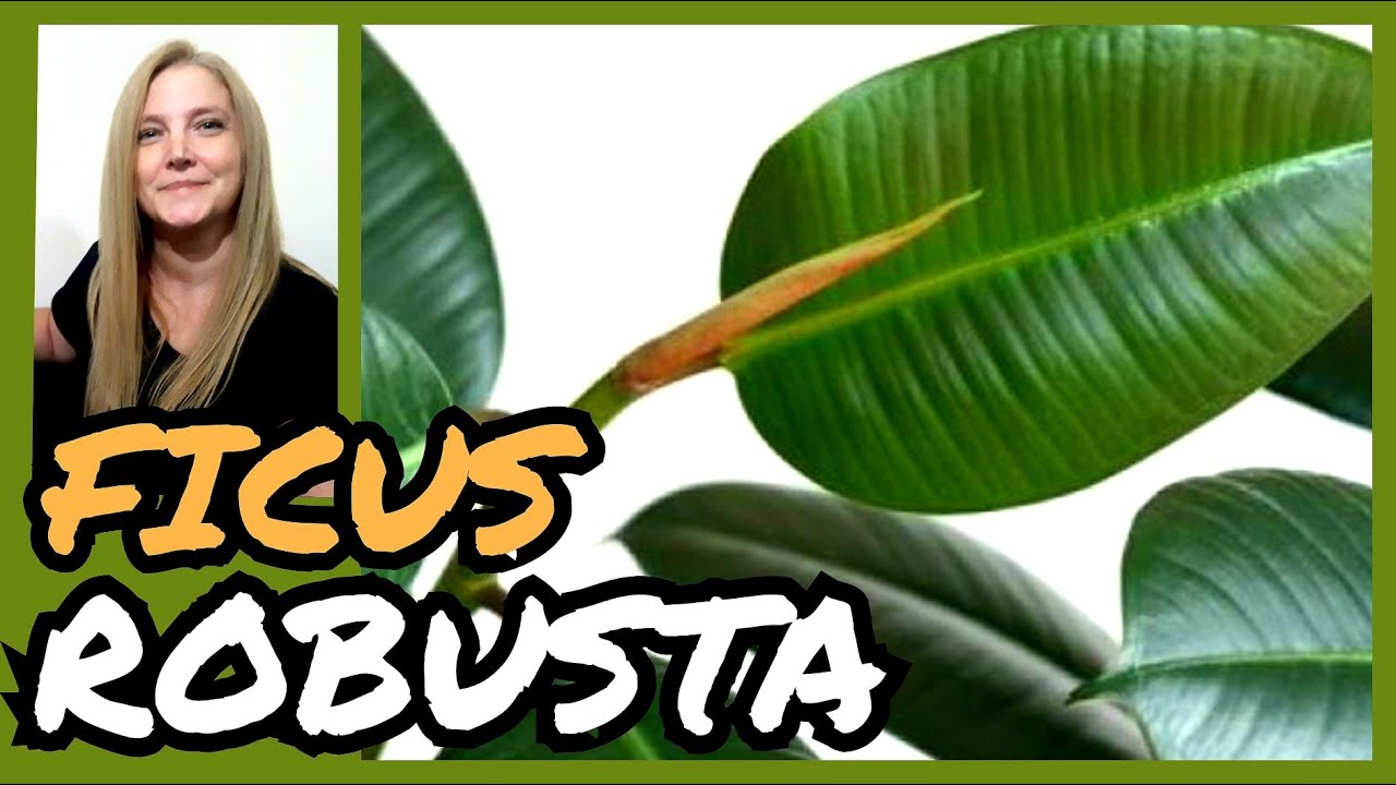 🍃FICUS ELASTICA, FICUS ROBUSTA o GOMERO / Cuidados y Reproducción.@VerónicaCampaniniPlantas