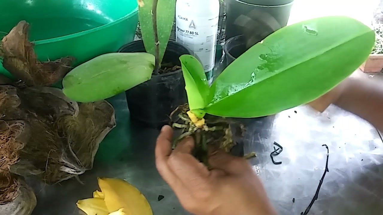 ¿COMO RECUPERAR TÚ PHALAENOPSIS PODRIDAS?
