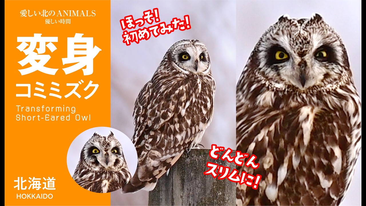 変身【コミミズク】 北海道　Transforming Short-Eared Owl. Hokkaido