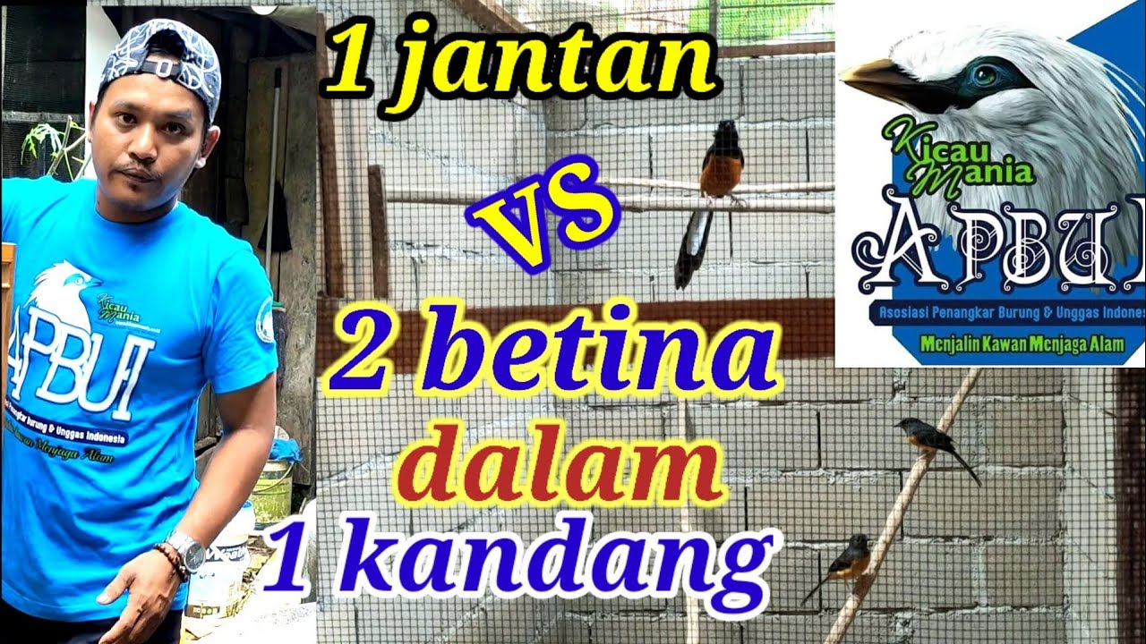 Cara Menjodohkan Poligami Murai Batu 1 Jantan 2 Betina