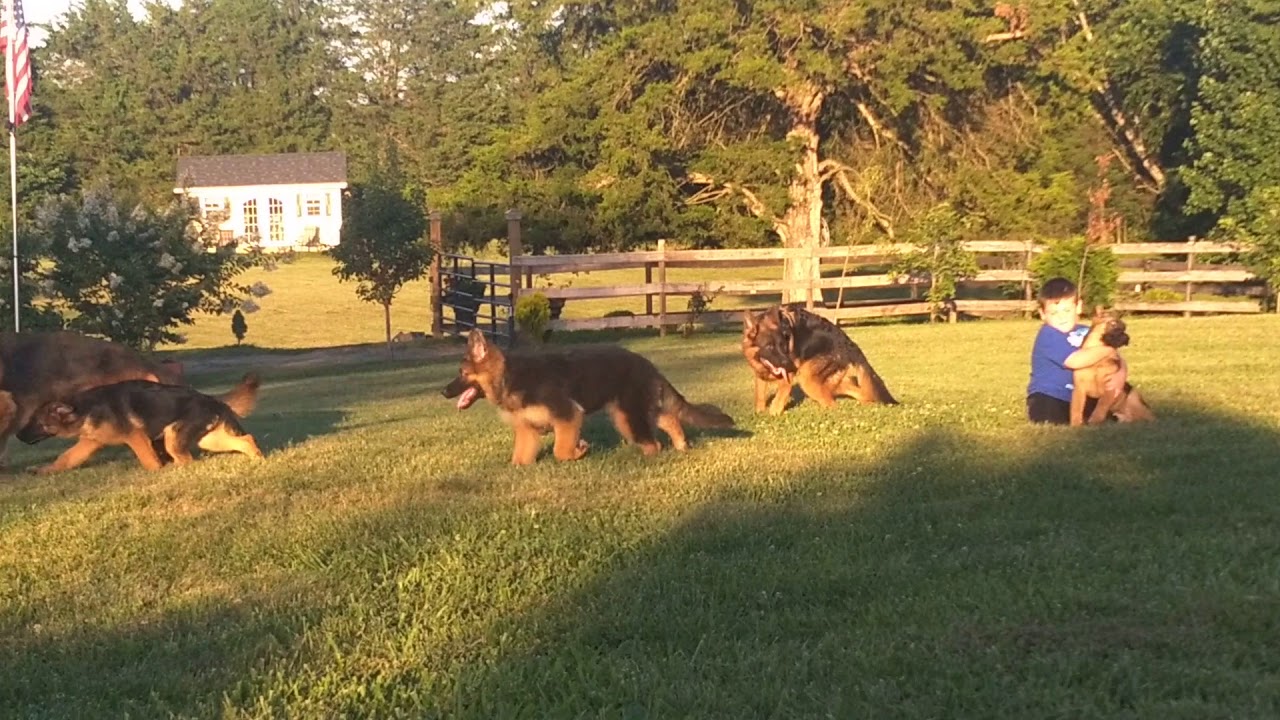 Evening German Shepherd Pack Romp Tonight
