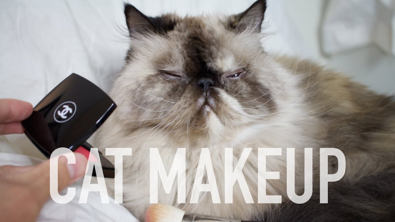 PUTTING MAKEUP ON CAT TUTORIAL | Andrewsoffday