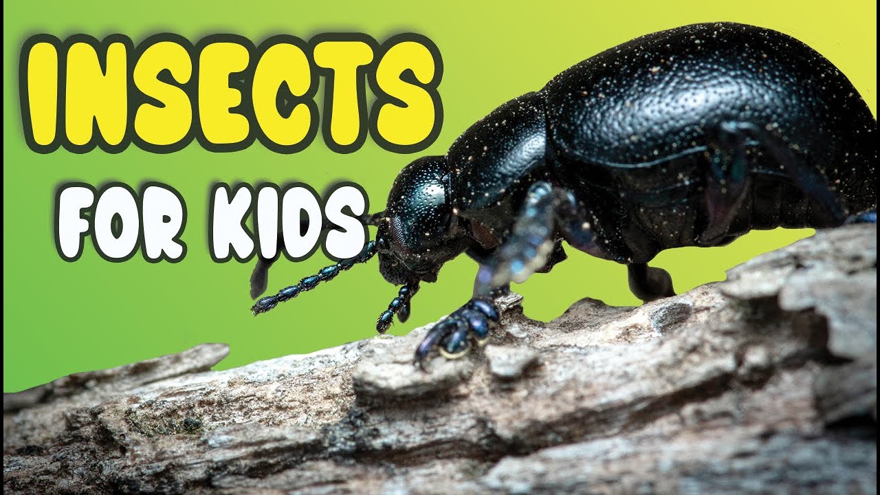 Let's Learn about Insects! | Preschoolers & Kids | Learning about Insects