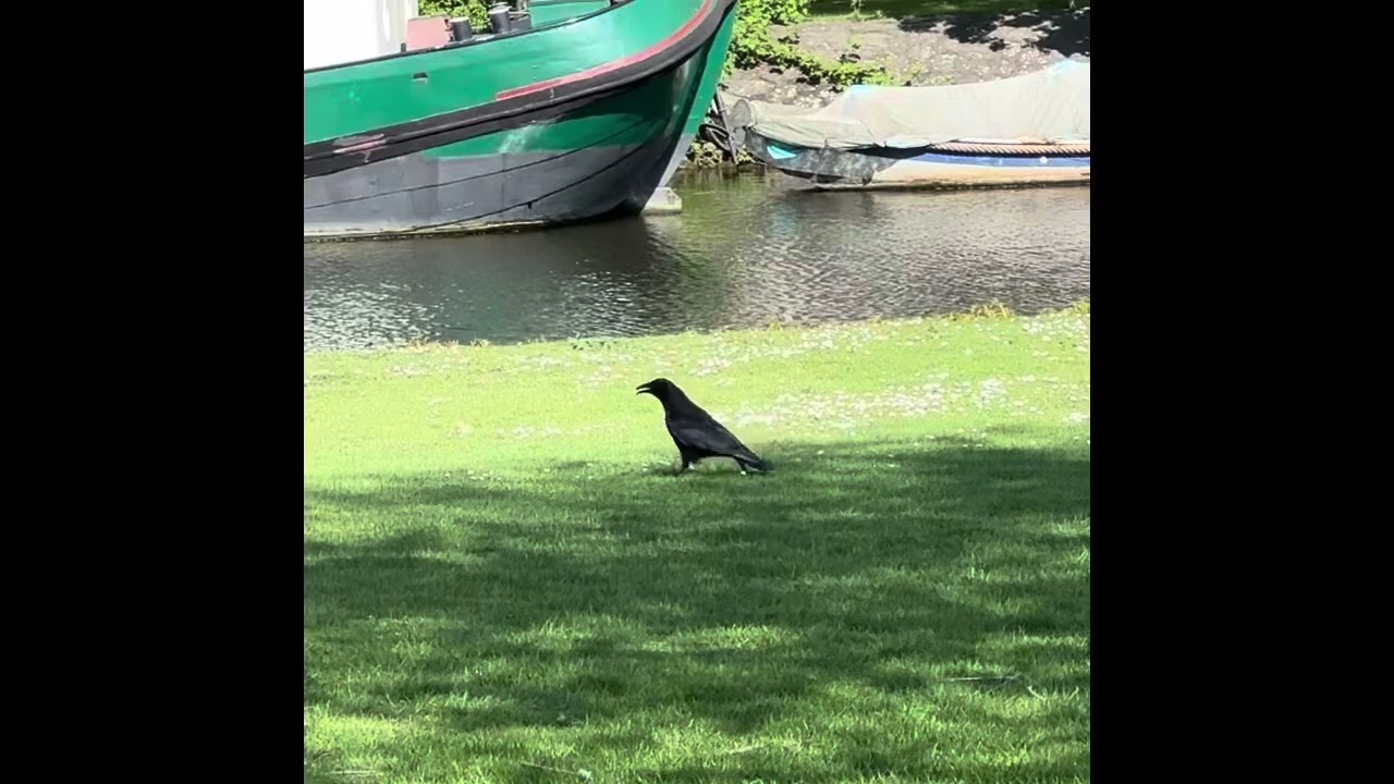 The Carrion Crow in Amsterdam